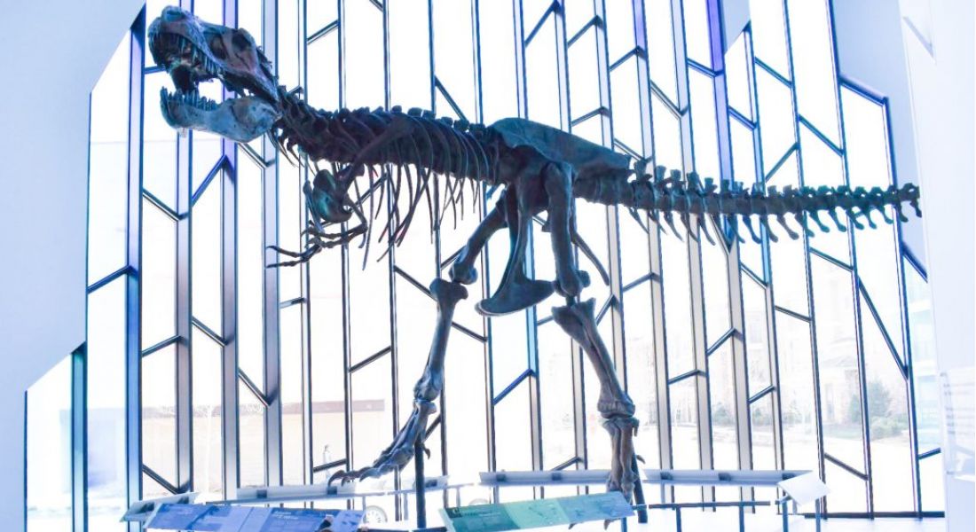 The Oslo A person stands in awe before a towering dinosaur skeleton in a museum, showcasing the grandeur of prehistoric life.