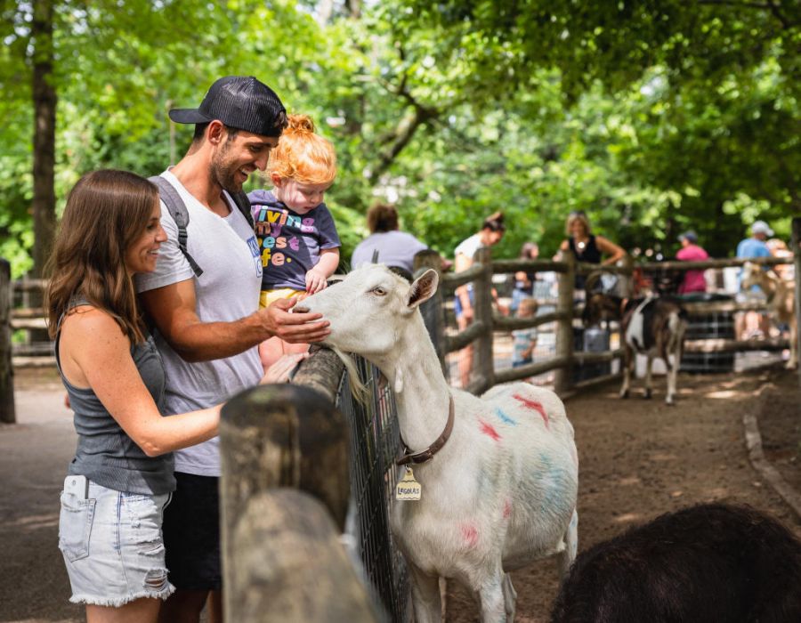 The Oslo A man and woman joyfully feeding a goat at a zoo, surrounded by lush greenery and other animals in the background.